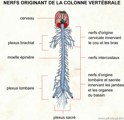 colonne vertébrale
