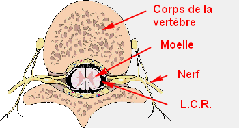 racine nerveuse